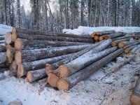 У среднеуральских лесопромышленников появились новые зарубежные партнеры